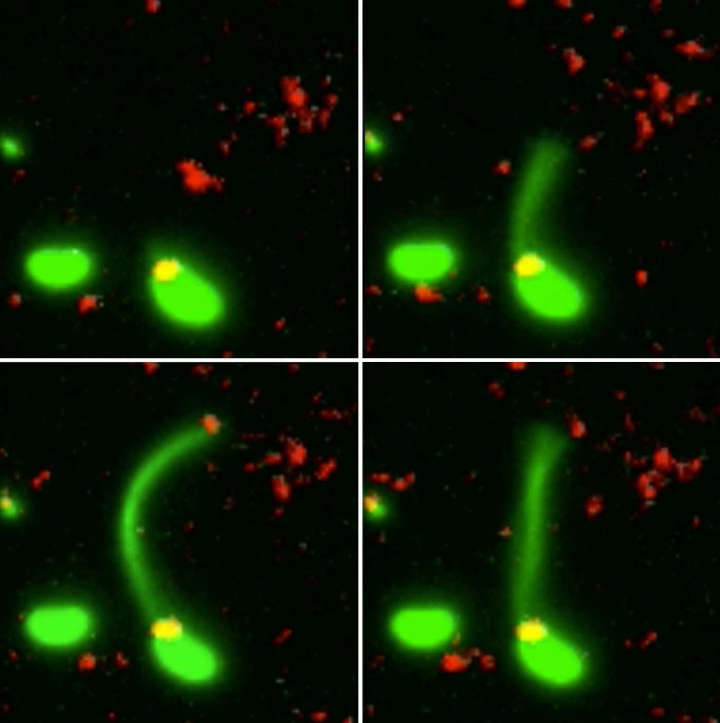 Bacterie pikt DNA van soortgenoot_39