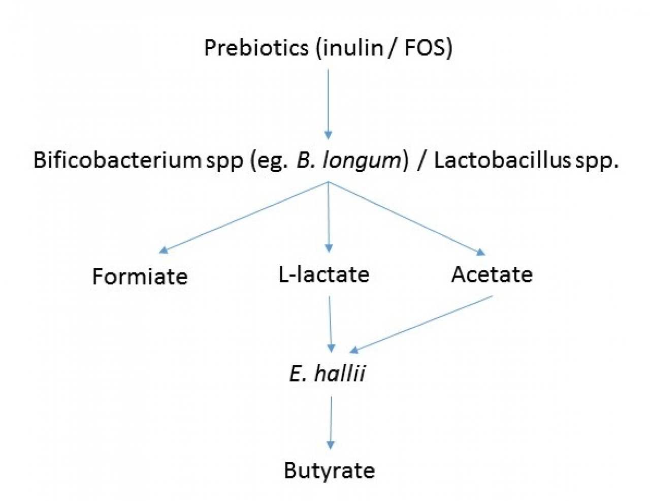 Waarom zijn multispecies probiotica effectiever?